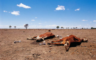 Australia's natural disasters impact animals and agricultural businesses.