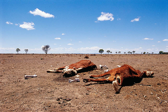 Australia's natural disasters impact animals and agricultural businesses.