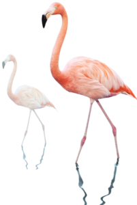 Two flamingos together reflect the Clear Insurance ethos