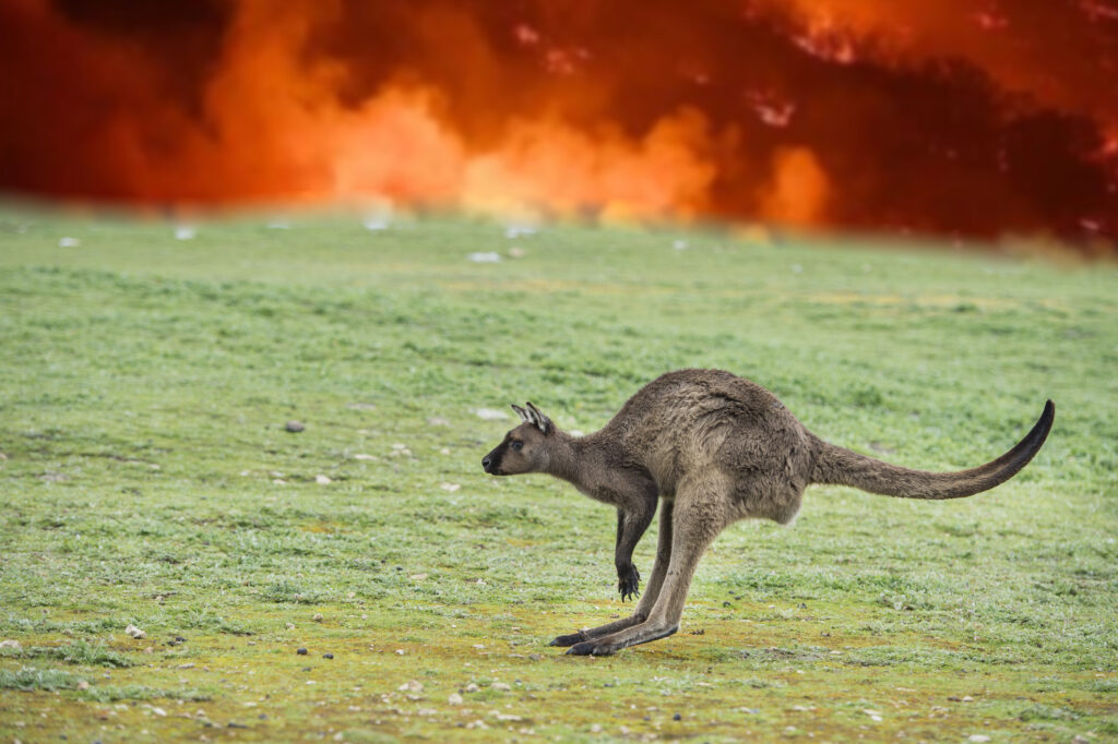 Kangaroo preparing to leave bushfire season