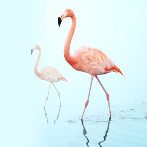 Clear Insurance Flamingos