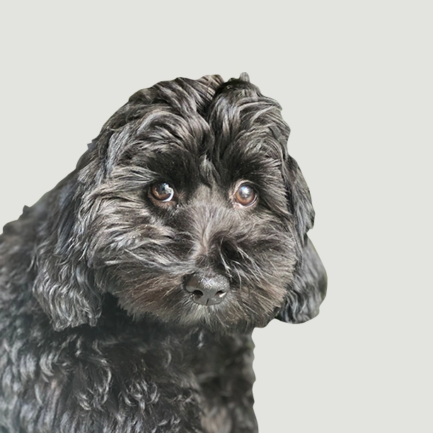 Aretha, Chief Bark-eting Officer